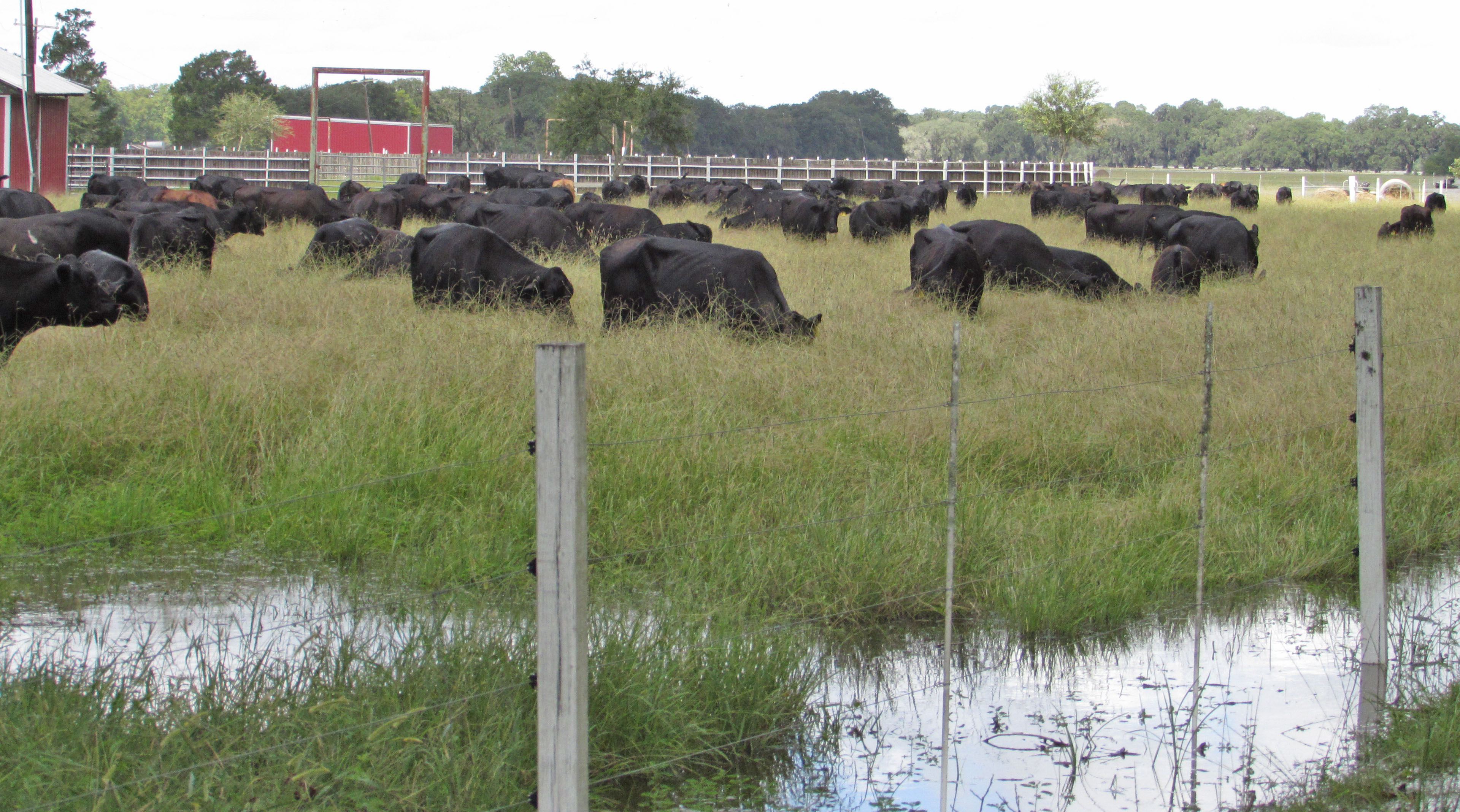La. ranchers rescue cattle from floods